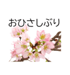 *花*桜 ていねいVer.（個別スタンプ：4）