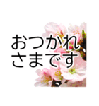 *花*桜 ていねいVer.（個別スタンプ：6）