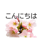 *花*桜 ていねいVer.（個別スタンプ：7）