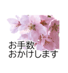 *花*桜 ていねいVer.（個別スタンプ：9）