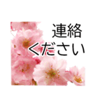 *花*桜 ていねいVer.（個別スタンプ：10）