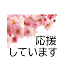 *花*桜 ていねいVer.（個別スタンプ：11）