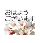 *花*桜 ていねいVer.（個別スタンプ：13）