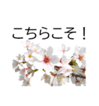 *花*桜 ていねいVer.（個別スタンプ：14）