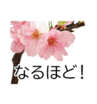 *花*桜 ていねいVer.（個別スタンプ：15）