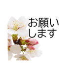 *花*桜 ていねいVer.（個別スタンプ：19）