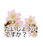 *花*桜 ていねいVer.（個別スタンプ：21）