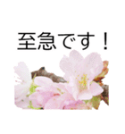 *花*桜 ていねいVer.（個別スタンプ：22）