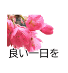 *花*桜 ていねいVer.（個別スタンプ：23）