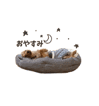 ヨーキーにこの にこにこ日和（個別スタンプ：6）