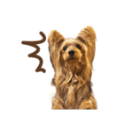 ヨーキーにこの にこにこ日和（個別スタンプ：7）