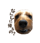 ヨーキーにこの にこにこ日和（個別スタンプ：9）