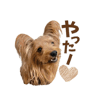 ヨーキーにこの にこにこ日和（個別スタンプ：14）