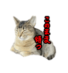 テトさん無印（個別スタンプ：2）