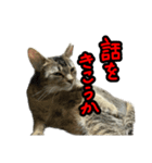 テトさん無印（個別スタンプ：4）