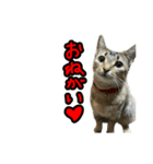テトさん無印（個別スタンプ：6）