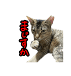 テトさん無印（個別スタンプ：8）