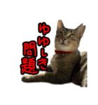 テトさん無印（個別スタンプ：10）