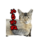 テトさん無印（個別スタンプ：11）