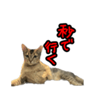 テトさん無印（個別スタンプ：12）