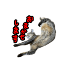 テトさん無印（個別スタンプ：13）