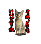 テトさん無印（個別スタンプ：16）