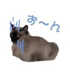 敬語でご挨拶⭐︎シャムmixねこのしぃちゃん（個別スタンプ：19）