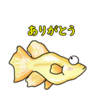 メダカ 黄金ヒカリダルマ（個別スタンプ：7）