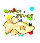 メダカ 黄金ヒカリダルマ（個別スタンプ：8）