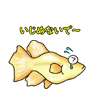 メダカ 黄金ヒカリダルマ（個別スタンプ：9）