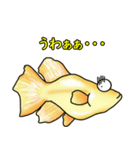 メダカ 黄金ヒカリダルマ（個別スタンプ：11）