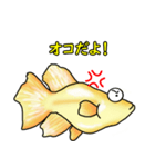 メダカ 黄金ヒカリダルマ（個別スタンプ：12）