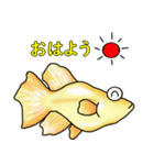 メダカ 黄金ヒカリダルマ（個別スタンプ：13）