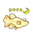 メダカ 黄金ヒカリダルマ（個別スタンプ：14）