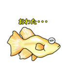 メダカ 黄金ヒカリダルマ（個別スタンプ：15）