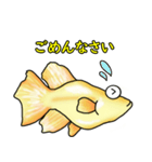 メダカ 黄金ヒカリダルマ（個別スタンプ：17）