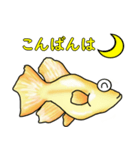メダカ 黄金ヒカリダルマ（個別スタンプ：18）