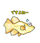 メダカ 黄金ヒカリダルマ（個別スタンプ：19）