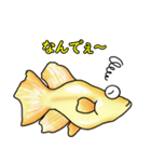 メダカ 黄金ヒカリダルマ（個別スタンプ：21）