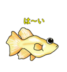 メダカ 黄金ヒカリダルマ（個別スタンプ：22）