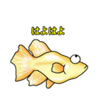 メダカ 黄金ヒカリダルマ（個別スタンプ：23）