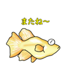 メダカ 黄金ヒカリダルマ（個別スタンプ：24）