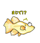 メダカ 黄金ヒカリダルマ（個別スタンプ：26）