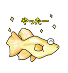 メダカ 黄金ヒカリダルマ（個別スタンプ：27）
