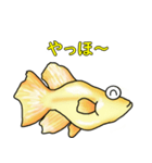 メダカ 黄金ヒカリダルマ（個別スタンプ：28）