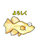 メダカ 黄金ヒカリダルマ（個別スタンプ：30）
