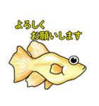 メダカ 黄金ヒカリダルマ（個別スタンプ：31）