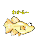 メダカ 黄金ヒカリダルマ（個別スタンプ：33）
