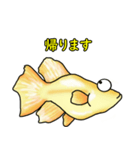 メダカ 黄金ヒカリダルマ（個別スタンプ：34）