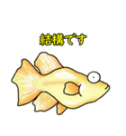 メダカ 黄金ヒカリダルマ（個別スタンプ：35）
